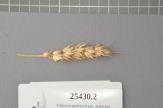 Click for 1 image(s) for this accession. Spike